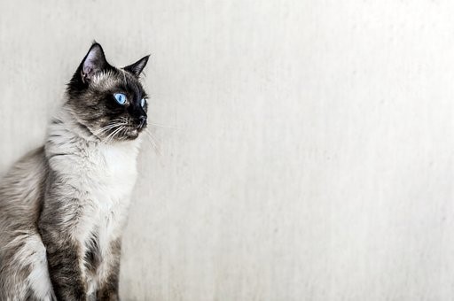 Top most popular cat breeds and their personalities