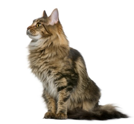 Top most popular cat breeds and their personalities