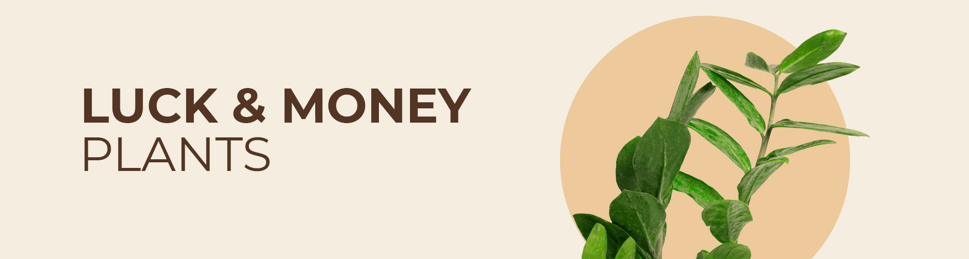 Money Plants by Kyari