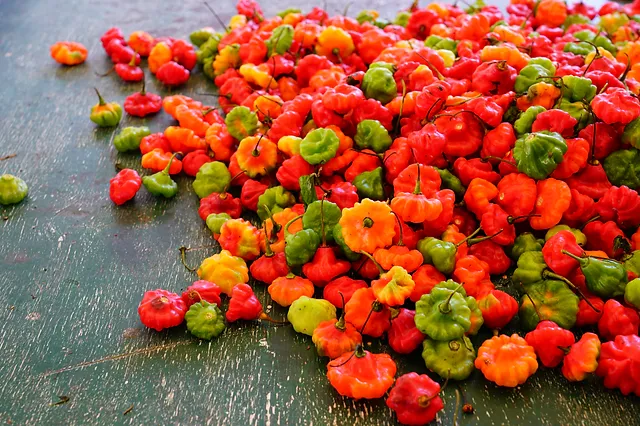 Scotch Bonnet vs Habanero - Which Pepper Packs a More Potent Punch