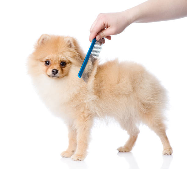 Get Your Pup Looking Fabulous: Must-Have Grooming Brushes and Combs