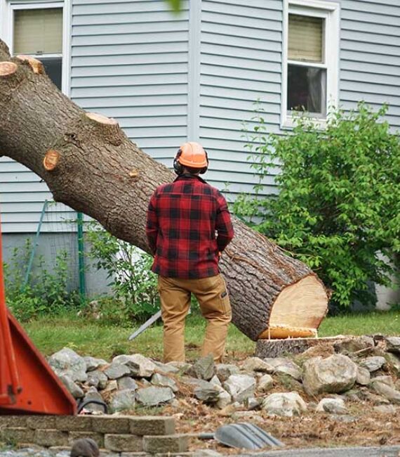 The Advantages of Hiring a Tree Removal Company for Your Tree Removal Needs