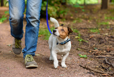 Dog Training Programs and Their Benefits