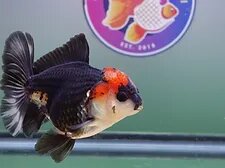 Types of Cold Water Aquarium Goldfish for Sale