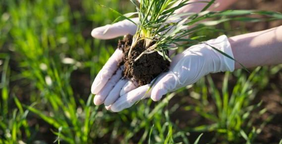 Turf Fertilization and Benefits