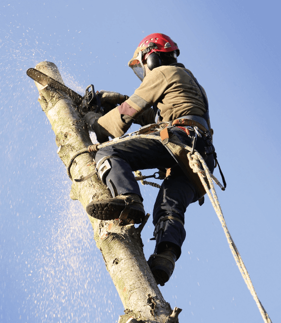 Lopping for Safety: Clearing Trees Near Power Lines and Structures