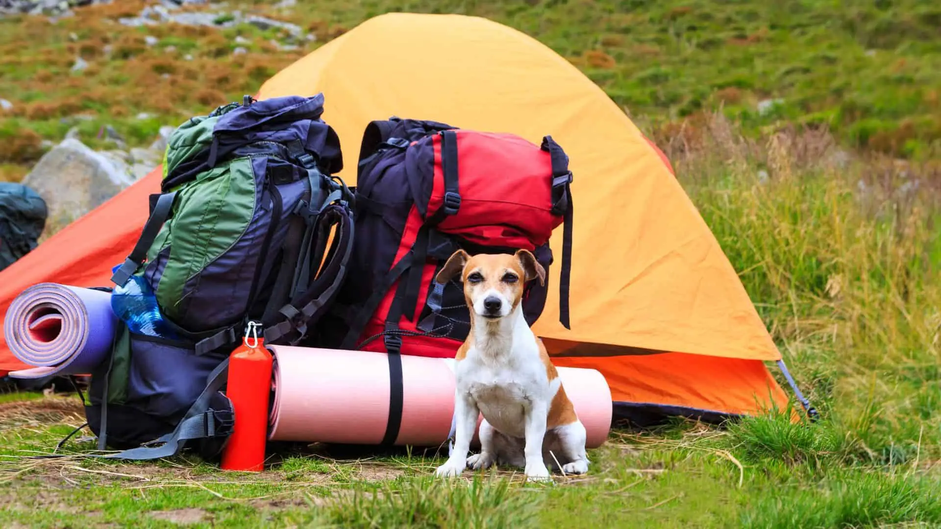 Tips And Tricks For Your Dog's Adventures