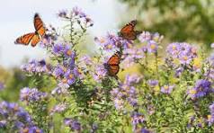 A Symphony of Colors: Creating a Butterfly-Friendly Garden