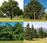 Coniferous vs. Deciduous Trees: Unveiling the Contrasts in Nature's Canopy