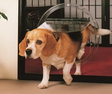 The Perfect Blend: French Doors and Dog Doors