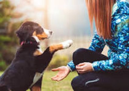 The significance of staff training and qualifications in dog boarding facilities in Danville, VA