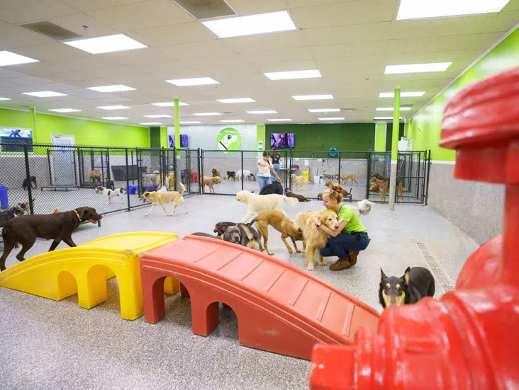 The Ultimate Guide to Dog Daycare in San Diego: Everything You Need to Know:
