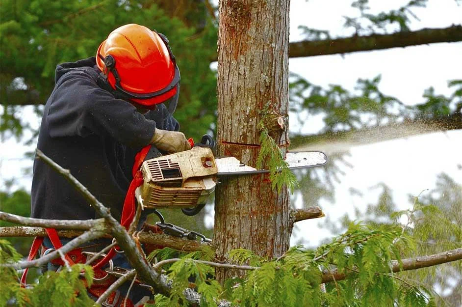 Tree Services: Guide Young Trees in the Right Direction With Trimming