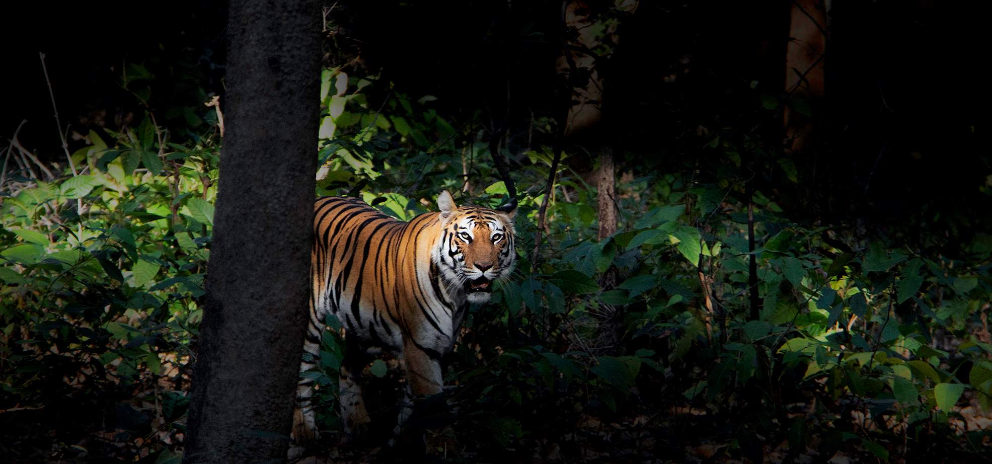 In Pursuit of the Perfect Shot: Tiger Photography Expeditions in India