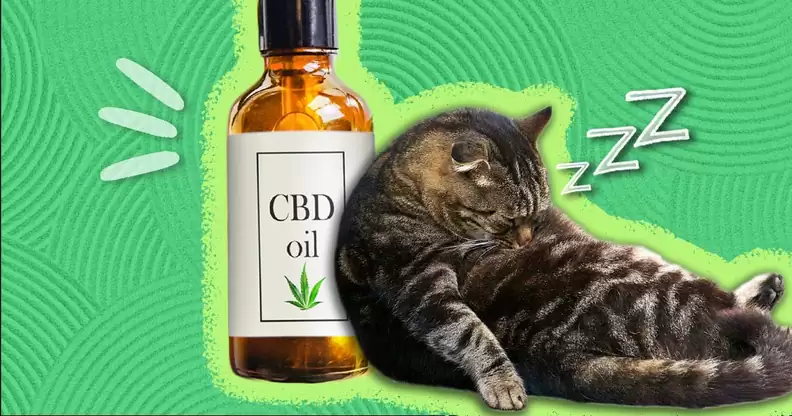 Choosing the Right CBD Tincture for Your Cat: Factors to Consider: