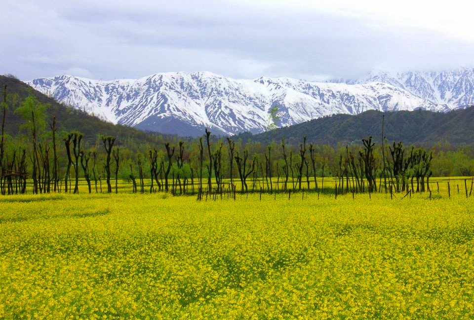 Discovering Kashmir's Beauty: Planning Your Perfect Kashmir Tour In May